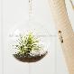detail image3 Tillandsia Hanging Glass Gift Set." Black Sea " by Joinflower Joinfolia