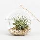 detail image3 Air Plants Tillandsia DIY Terrarium Kit " Ionantha Mini Beach " by Joinflower Joinfolia