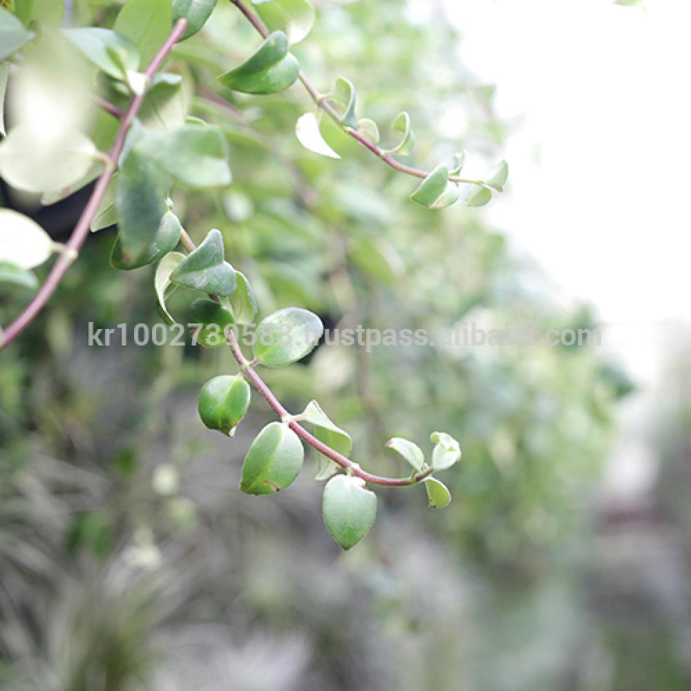 Beautiful flowering indoor plant lipstick " Red " Joinflower Joinfolia