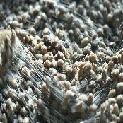 Pure traditional way 4 brother and sister rural Chunggukjang