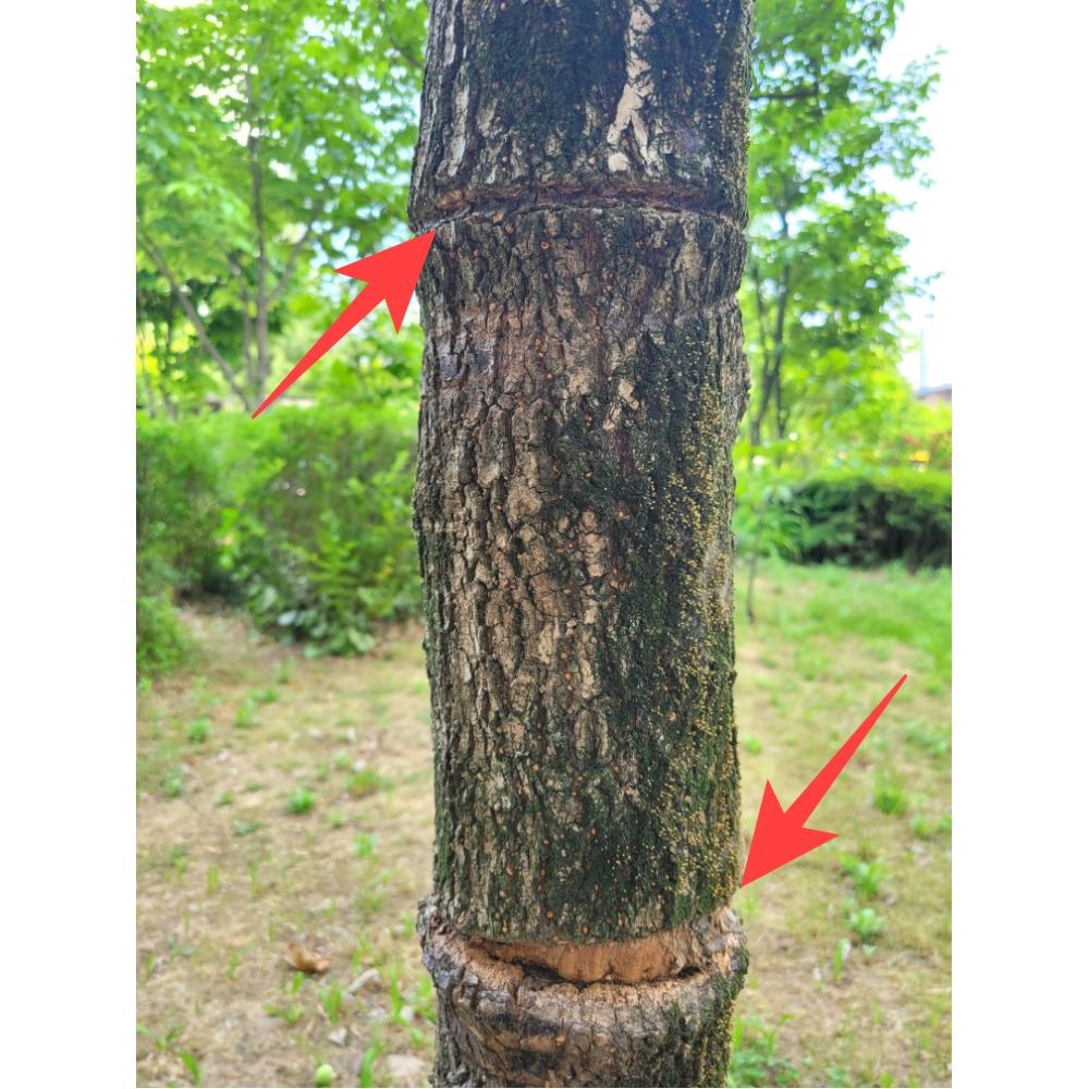 tree strap 12-300 tree tie