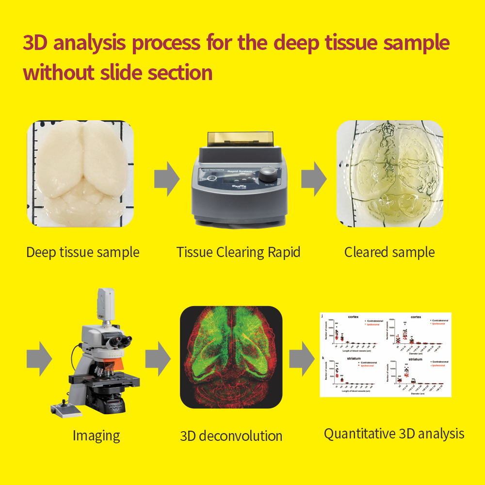 Binaree Tissue Clearing Rapid System