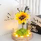 detail image4 LED lucky sunflower glass dome mood light Gift